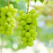 【添加物、砂糖不使用】ドライフルーツ　ご家庭用　種なし　シャインマスカット　【500ｇ】