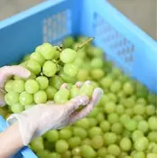 【添加物、砂糖不使用】ドライフルーツ ご家庭用 種なし シャインマスカット 【500g】 - 画像 (2)