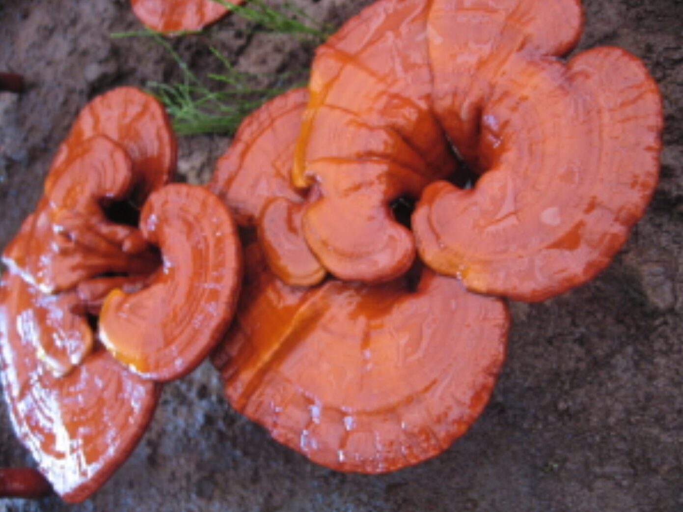 「霊芝」って何？　読み方は？　キノコ？　れいしば？